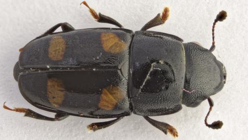 Glischrochilus sp.